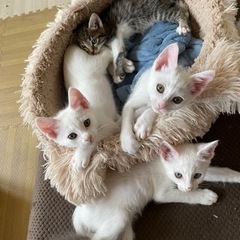 全員決まりました🎉✨4月上旬産まれの仔猫多数 - 猫