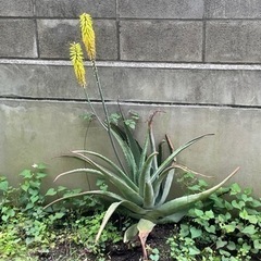 アロエベラ（鉢無し）花が咲きます