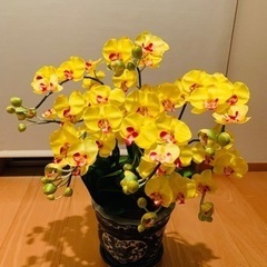 造花グリーンアート 胡蝶蘭　光触媒　定価14000円