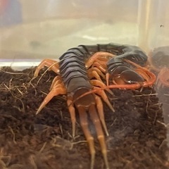 外国産ムカデ(タイ産WD) 30匹セット#奇蟲 #虫 #ムカデの画像