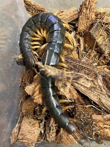 外国産ムカデ(タイ産WD) 30匹セット#奇蟲 #虫 #ムカデ