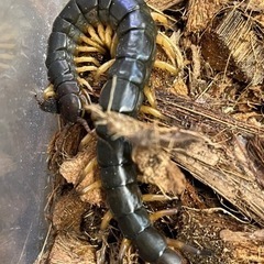 外国産ムカデ(タイ産WD) 30匹セット#奇蟲 #虫 #ムカデ