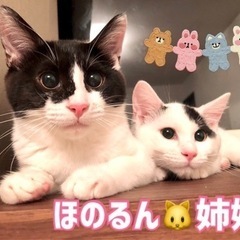 医療処置完了お見合い可能🎶✨お目目くりくり美少女3ヶ月🐱幸運の鍵しっぽ