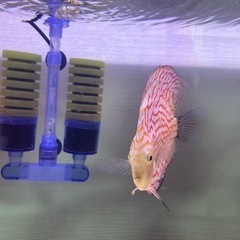 ディスカス３匹　無料で差し上げますの画像