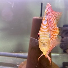 ディスカス３匹　無料で差し上げますの画像