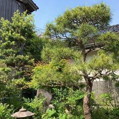 庭木の剪定