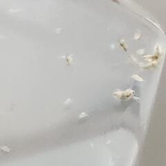 ミジンコの画像