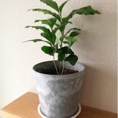 観葉植物　コーヒーの木③　30cm　おしゃれな4号の鉢と受け皿付き