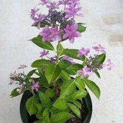 花苗