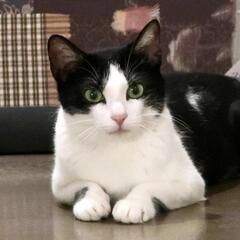 美形白黒ハチワレ猫ちゃんの里親になってください