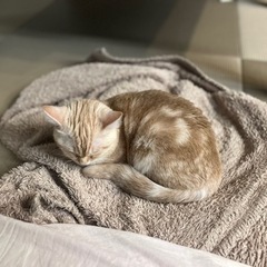 猫ママ友作りたい！ - 八代市
