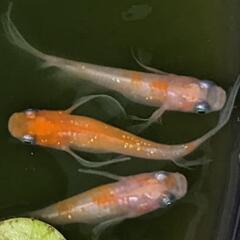 メダカ・水草