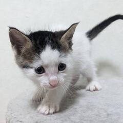 里親さま決まりました♡小さめマイペースのぱっちゃん　１ヶ月半男の子♡