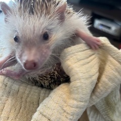 ハリネズミ メス3歳
