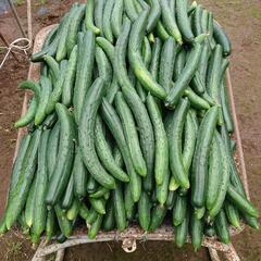 新鮮❗🥒キュウリの画像