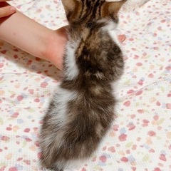 早期不妊手術済(耳カット有)アメショ混 1/2 - 猫