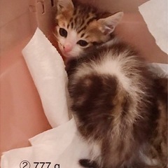 早期不妊手術済(耳カット有)アメショ混 1/2 - 里親募集