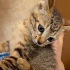 2ヶ月半の子猫　里親急募集