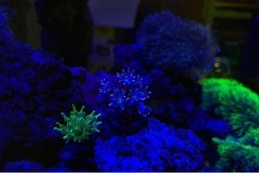 最終値下げ　海水水槽　フルセット　生体　サンゴ