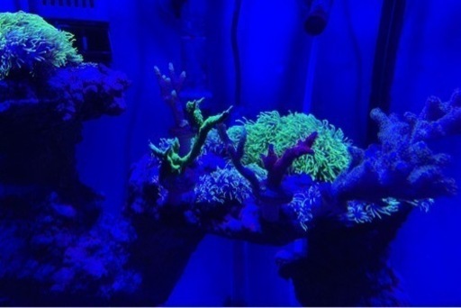 最終値下げ　海水水槽　フルセット　生体　サンゴ