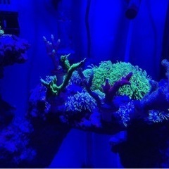 最終値下げ　海水水槽　フルセット　生体　サンゴの画像