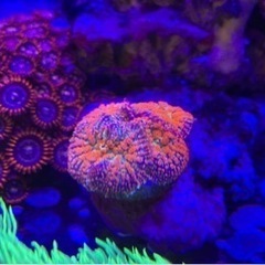 最終値下げ　海水水槽　フルセット　生体　サンゴの画像