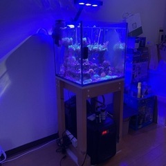 最終値下げ　海水水槽　フルセット　生体　サンゴの画像