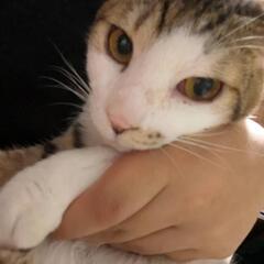 里親さん募集です 届出済 飼い主不在確認済み
