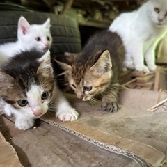 子猫5匹