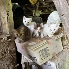 子猫5匹 - 尾道市