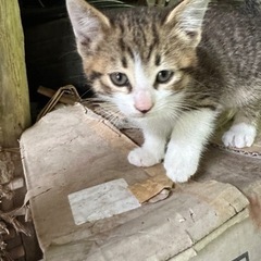 子猫5匹 - 猫