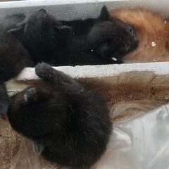 ７/2 4匹引き取られました。残り1匹です飼い猫ではない猫の子を...