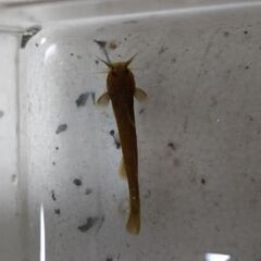 アカザ 天然 条件付きで値引きします