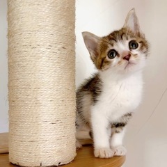 1ヶ月半ぐらいの子猫2頭