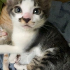 1ヶ月の子猫🐱♂黒しま(茶色がかってます)
