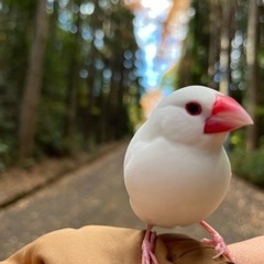 映画好きな方・キャンプ好きな方・鳥を飼っておられる方とお友達にな...