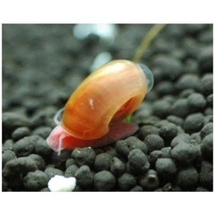 レッドラムズホーン 10匹 200円