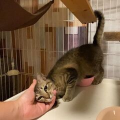 （動画有) 気付けばアナタを見ている。キジ柄の家政婦系ネコ！ 若年 面会歓迎  - 猫