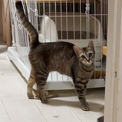（動画有) 気付けばアナタを見ている。キジ柄の家政婦系ネコ！ 若年 面会歓迎  − 福岡県