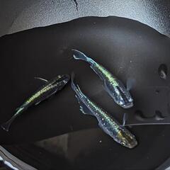 6月14日めだか販売方法について。