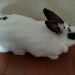 条件緩和　うさぎさん　健康状態 良好です