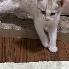 実際見ると凄く可愛い兄弟です。間もなく生後1ヶ月ぐらいになります。