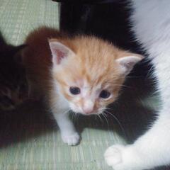 応募休止中　4匹の子猫の里親を探しています