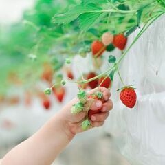 ⋆⸜6月まで!!⸝⋆いちご狩り×写真撮影🍓📷️