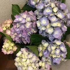 切花　アジサイ　1束　生花の画像