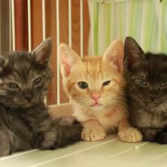 in瀬戸市☆子猫たちの譲渡会2023年6月17日（土）～ 非営利...