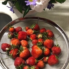 いちごの子株・孫株15株くらい200円🍓写真⑤全部は600円の画像