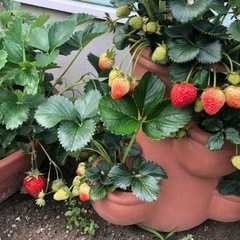 いちごの子株・孫株15株くらい200円🍓写真⑤全部は600円の画像