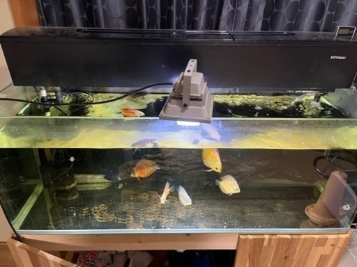 水槽、ディスカスセット　決まりました！