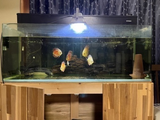 水槽、ディスカスセット　決まりました！